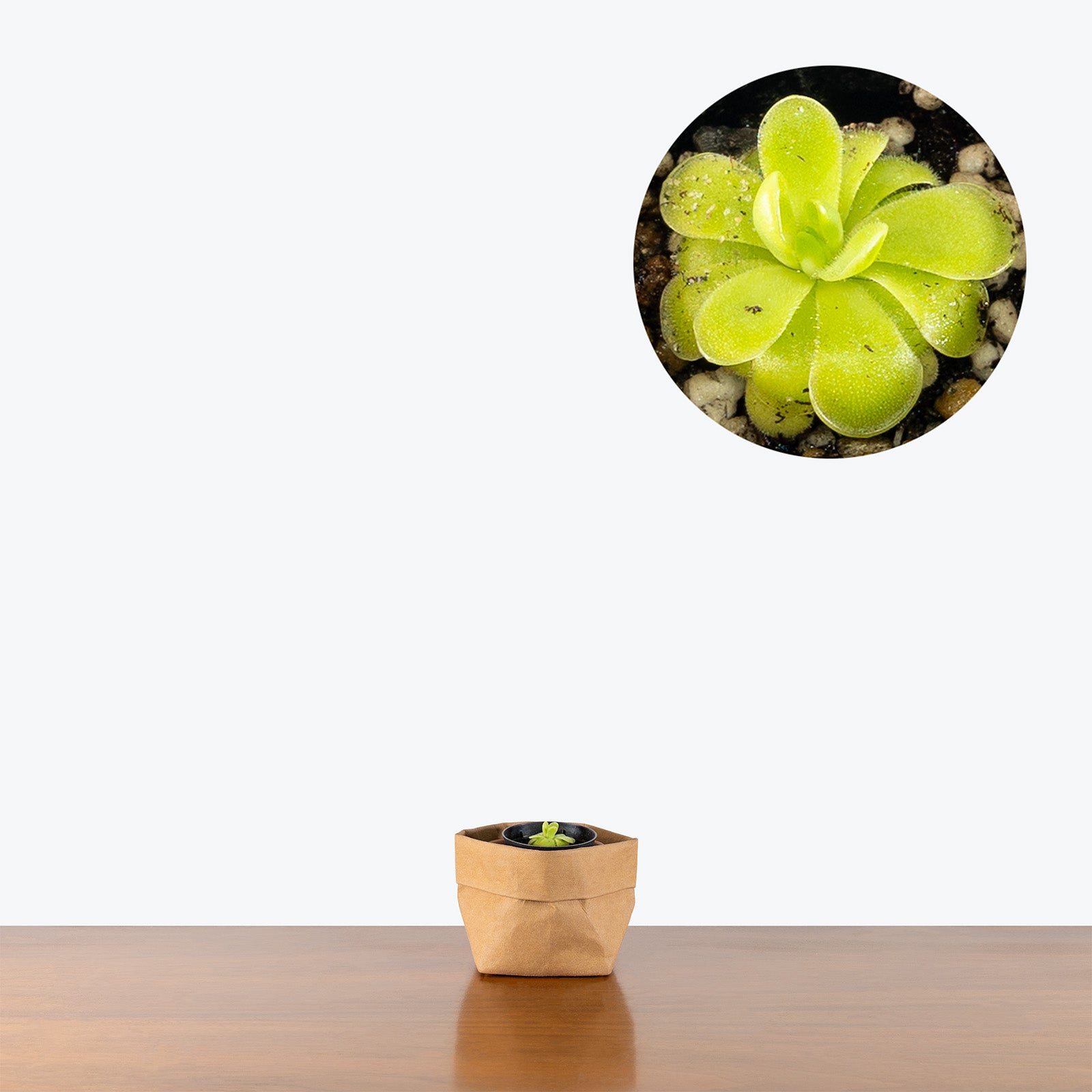 Pinguicula Golden Eye | Exotic Carnivorous Butterwort Plants for Delivery | Care Guide and Pro Tips