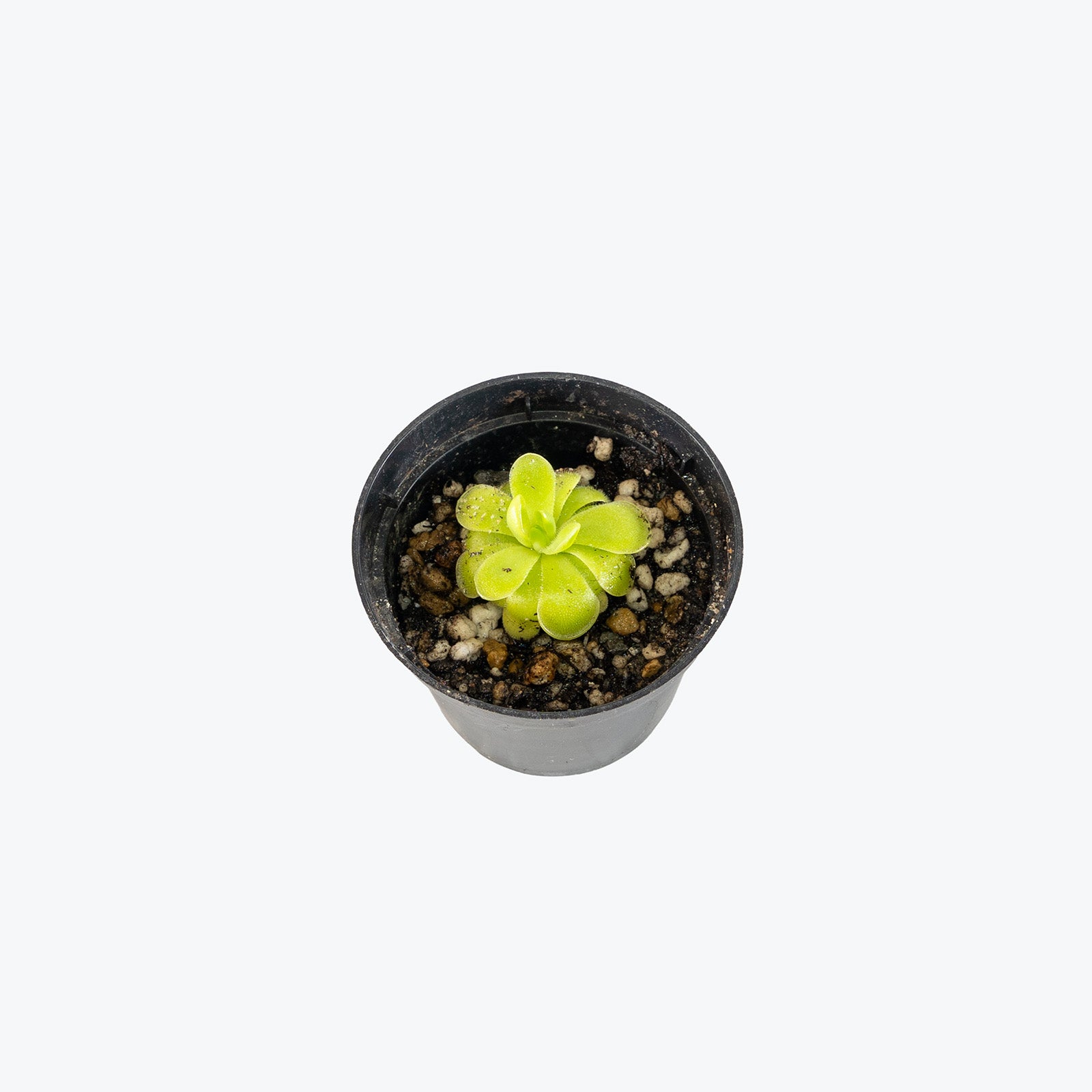 Pinguicula Golden Eye | Exotic Carnivorous Butterwort Plants for Delivery | Care Guide and Pro Tips
