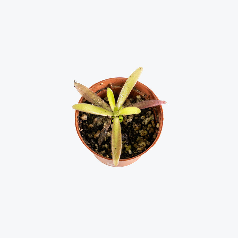 Pinguicula Gracilis x Moctezumae | Butterwort | Care Guide and Pro Tips - Delivery from Toronto across Canada - JOMO Studio