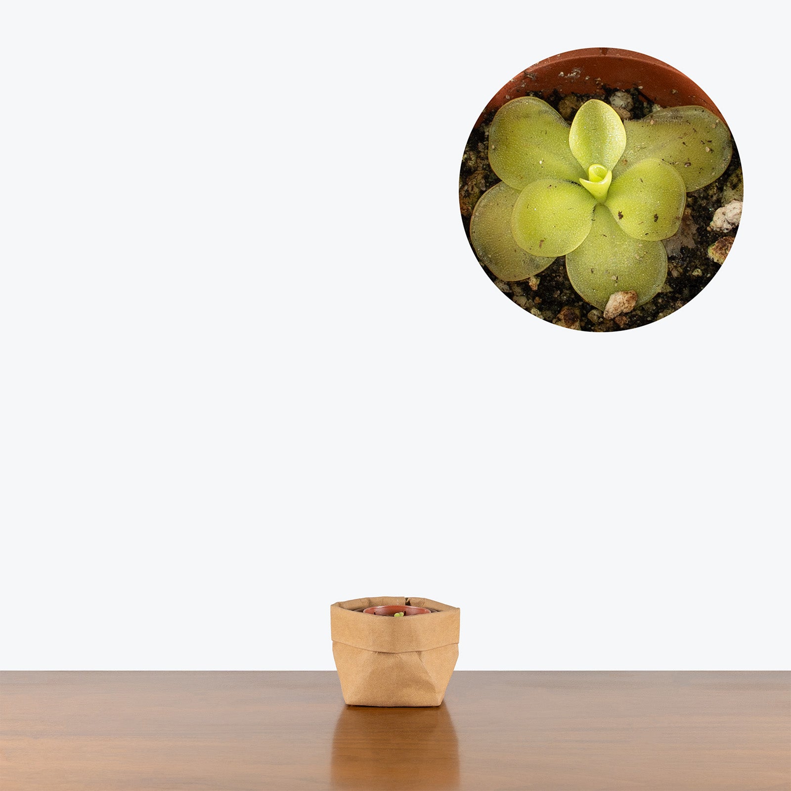 Pinguicula Guatemala | Butterwort | Care Guide and Pro Tips - Delivery from Toronto across Canada - JOMO Studio