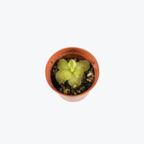 Pinguicula Guatemala — 2.25" Pot