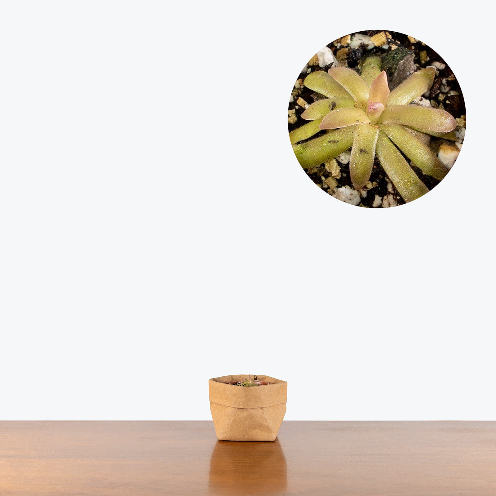 Pinguicula Gypsicola x Moctezumae | Exotic Carnivorous Butterwort Plants for Delivery | Care Guide and Pro Tips
