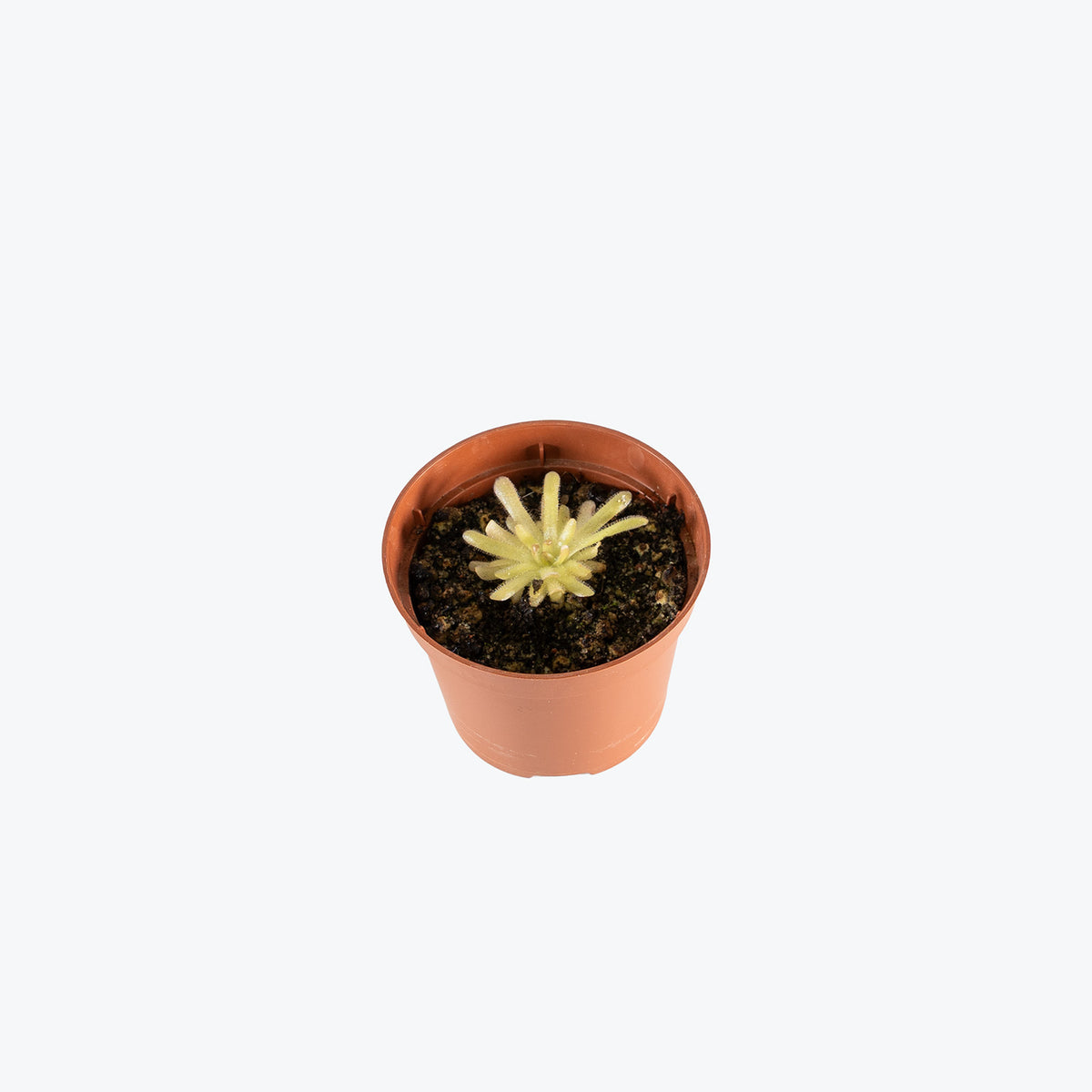 Pinguicula Hemiepiphytica x Gypsicola | Butterwort | Care Guide and Pro Tips - Delivery from Toronto across Canada - JOMO Studio