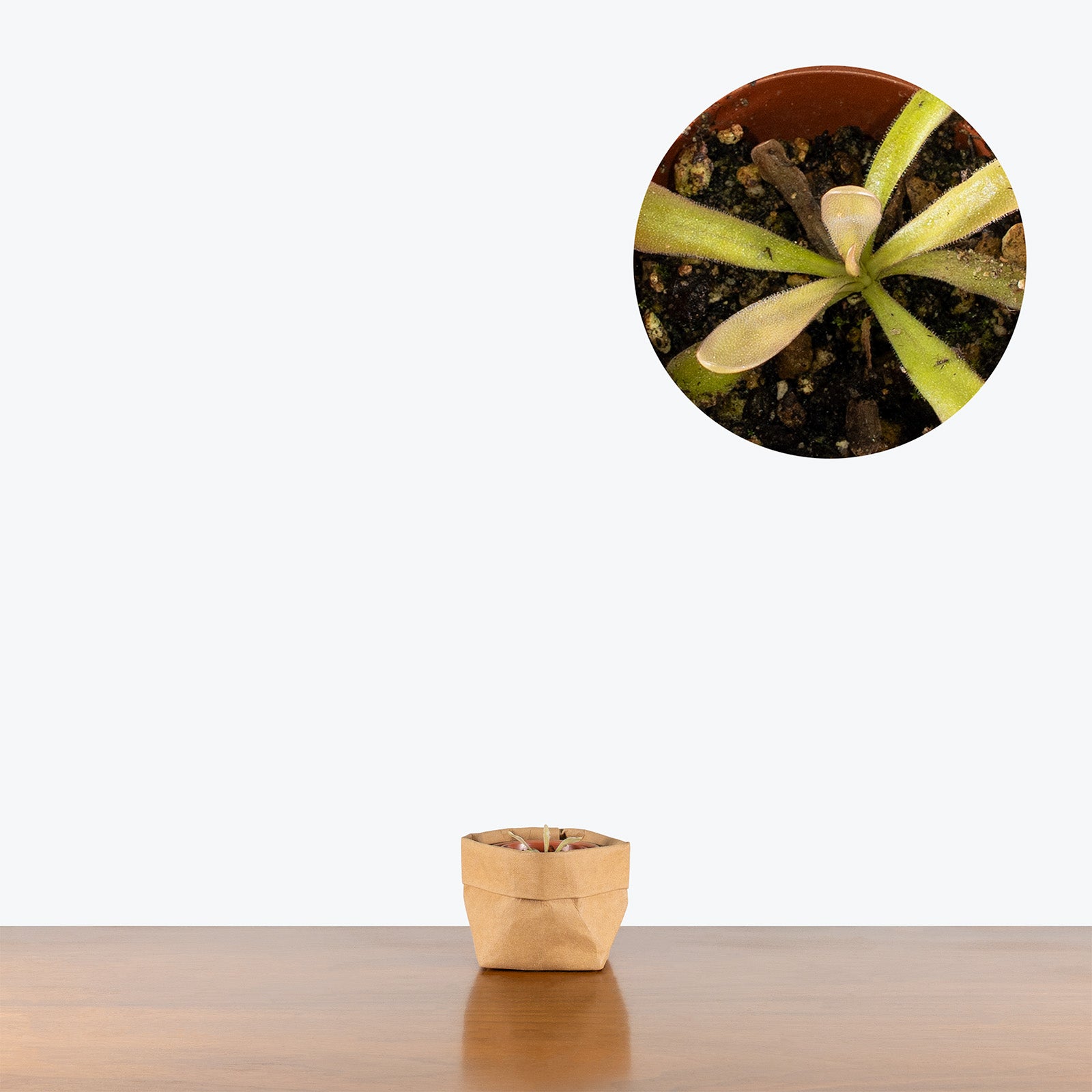 Pinguicula Hemiepiphytica x Moctezumae | Butterwort | Care Guide and Pro Tips - Delivery from Toronto across Canada - JOMO Studio