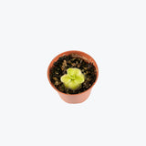 Pinguicula Huahuapan — 2.25" Pot