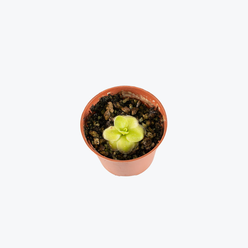 Pinguicula Huahuapan | Exotic Carnivorous Butterwort Plants for Delivery | Care Guide and Pro Tips