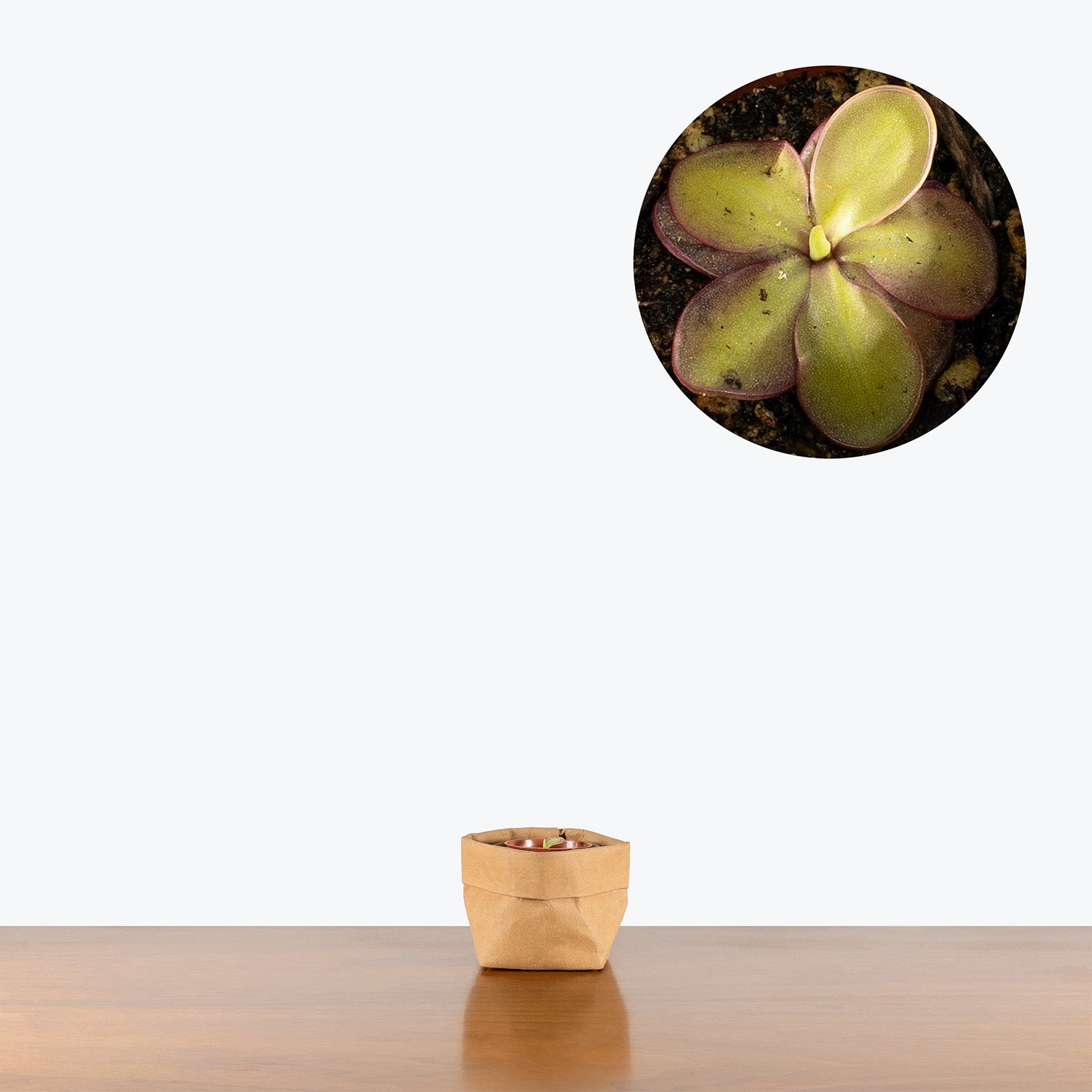Pinguicula Laueana x Emarginata | Butterwort | Care Guide and Pro Tips - Delivery from Toronto across Canada - JOMO Studio