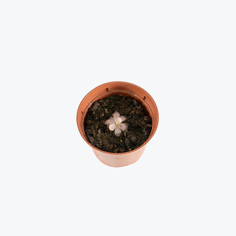 Pinguicula Marciano | Exotic Carnivorous Butterwort Plants for Delivery | Care Guide and Pro Tips