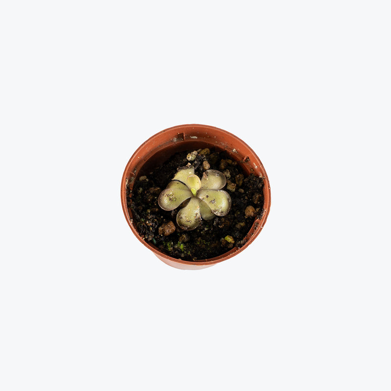Pinguicula Mehitable | Exotic Carnivorous Butterwort Plants for Delivery | Care Guide and Pro Tips
