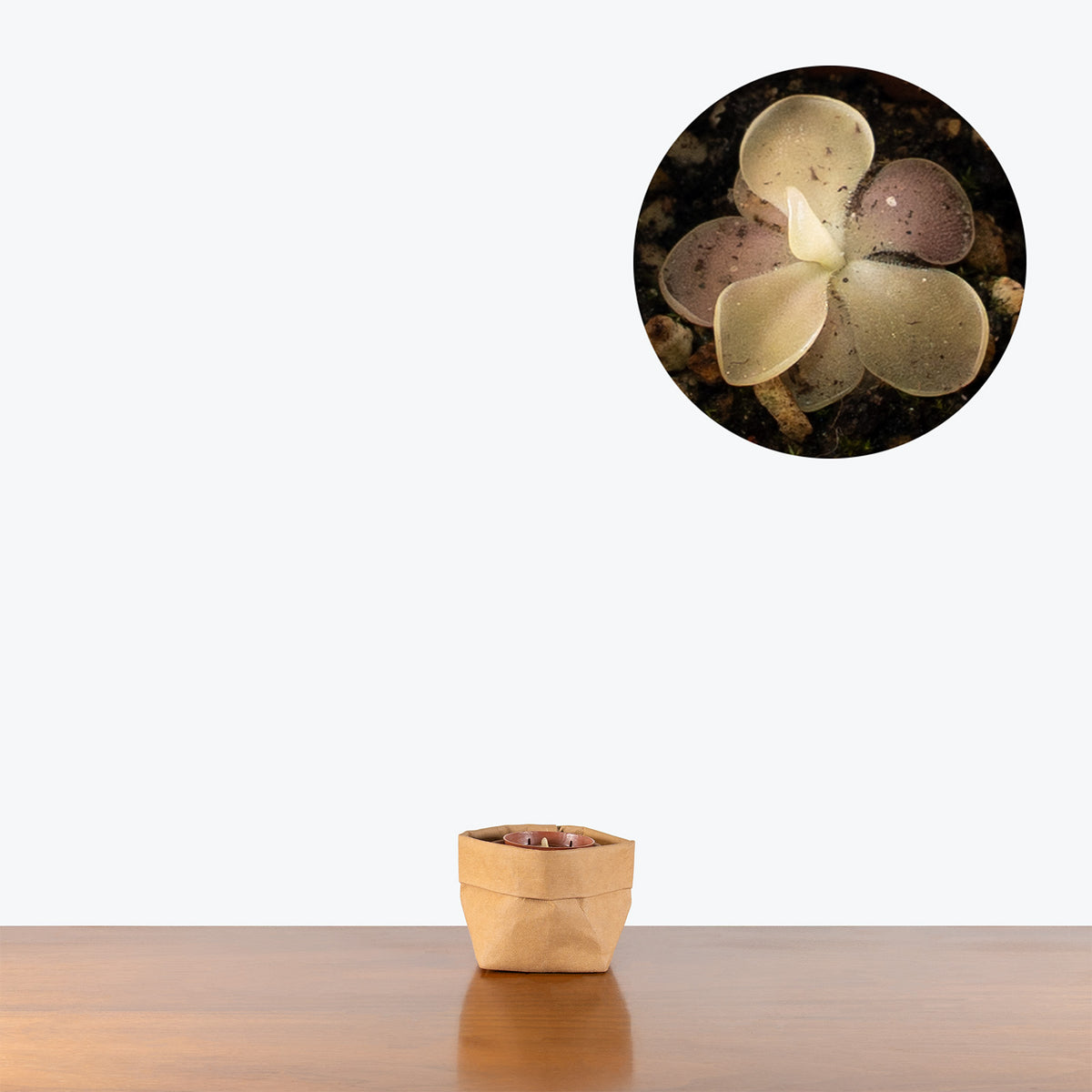 Pinguicula Moranensis Petite Feuille | Butterwort | Care Guide and Pro Tips - Delivery from Toronto across Canada - JOMO Studio