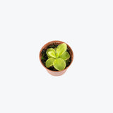 Pinguicula Moranensis Var. Caudata x Spec. Guatemala — 2.25" Pot