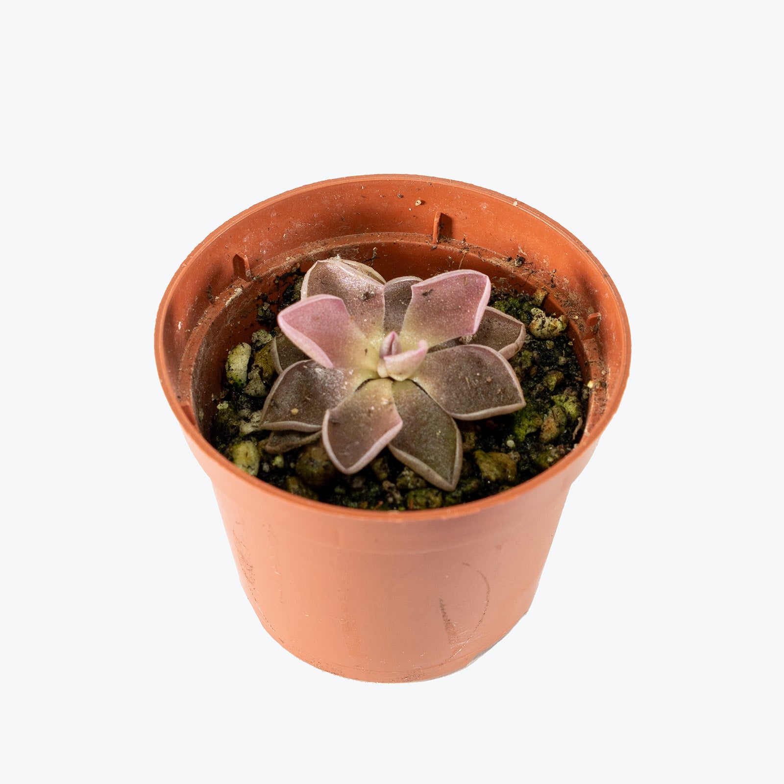 Pinguicula PE Formosa | Butterwort | Care Guide and Pro Tips - Delivery from Toronto across Canada - JOMO Studio