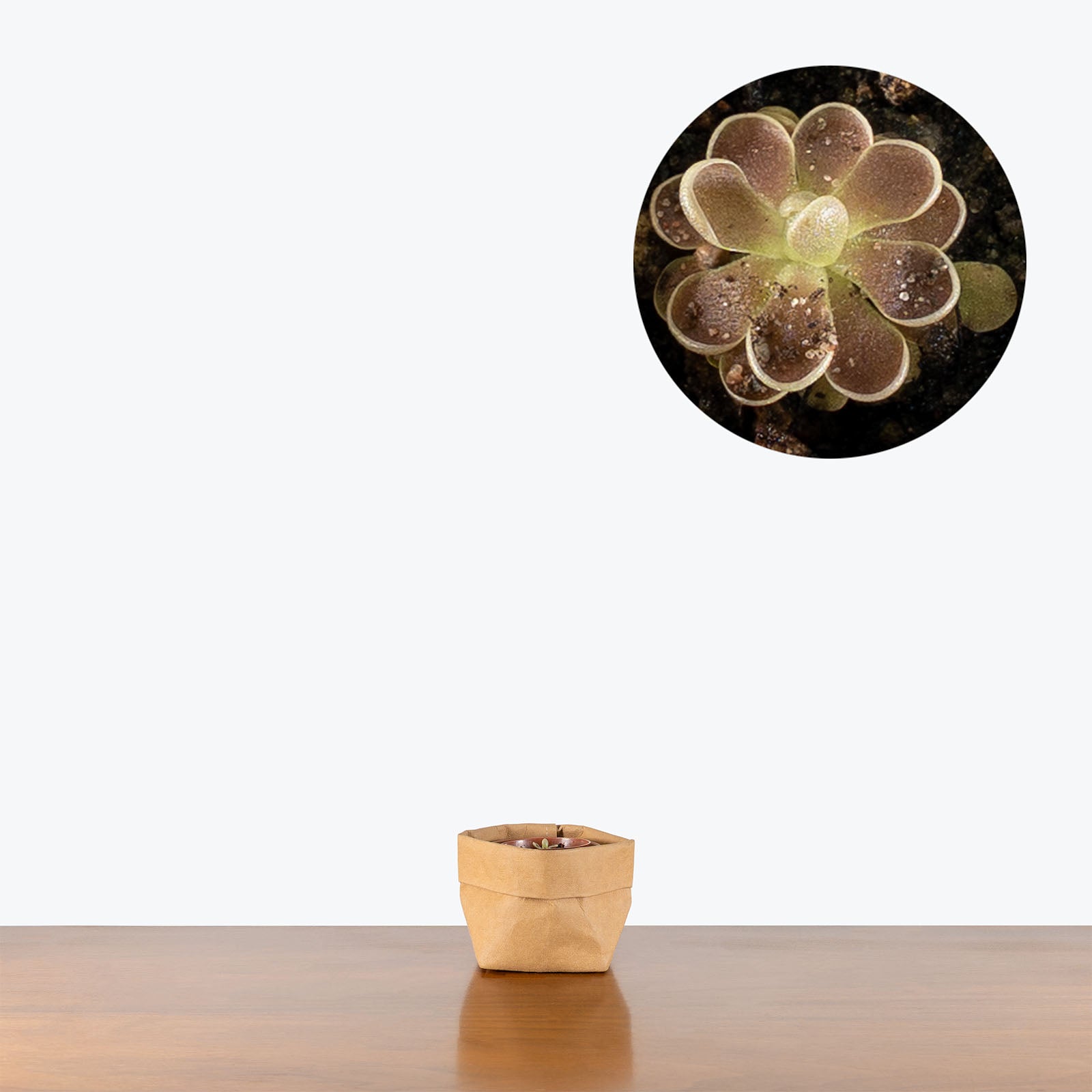Pinguicula Pilosa | Exotic Carnivorous Butterwort Plants for Delivery | Care Guide and Pro Tips