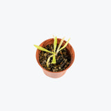 Pinguicula Pink Moon — 2.25" Pot