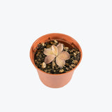 Pinguicula Pirouette — 2.25" Pot