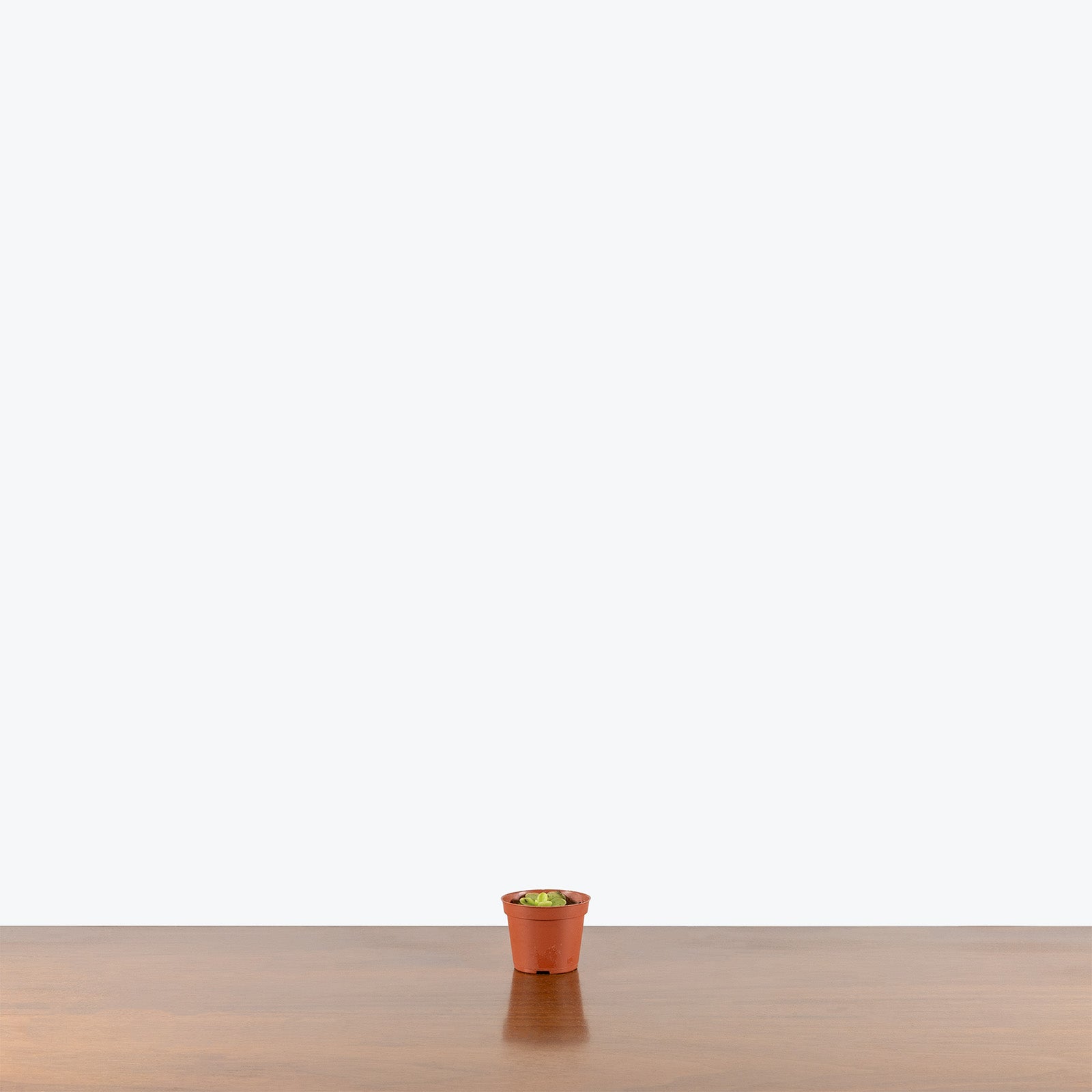 Pinguicula Razzberry Blonde | Butterwort | Care Guide and Pro Tips - Delivery from Toronto across Canada - JOMO Studio