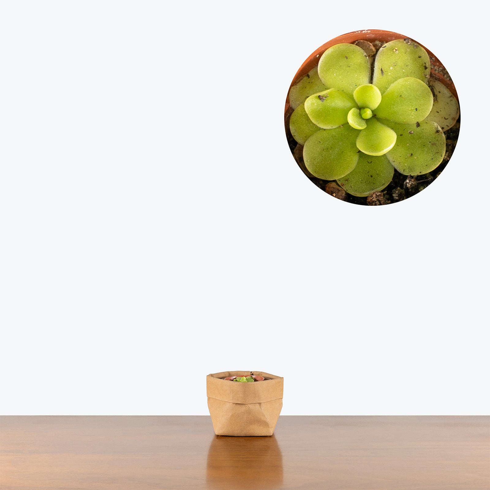 Pinguicula Razzberry Blonde | Butterwort | Care Guide and Pro Tips - Delivery from Toronto across Canada - JOMO Studio