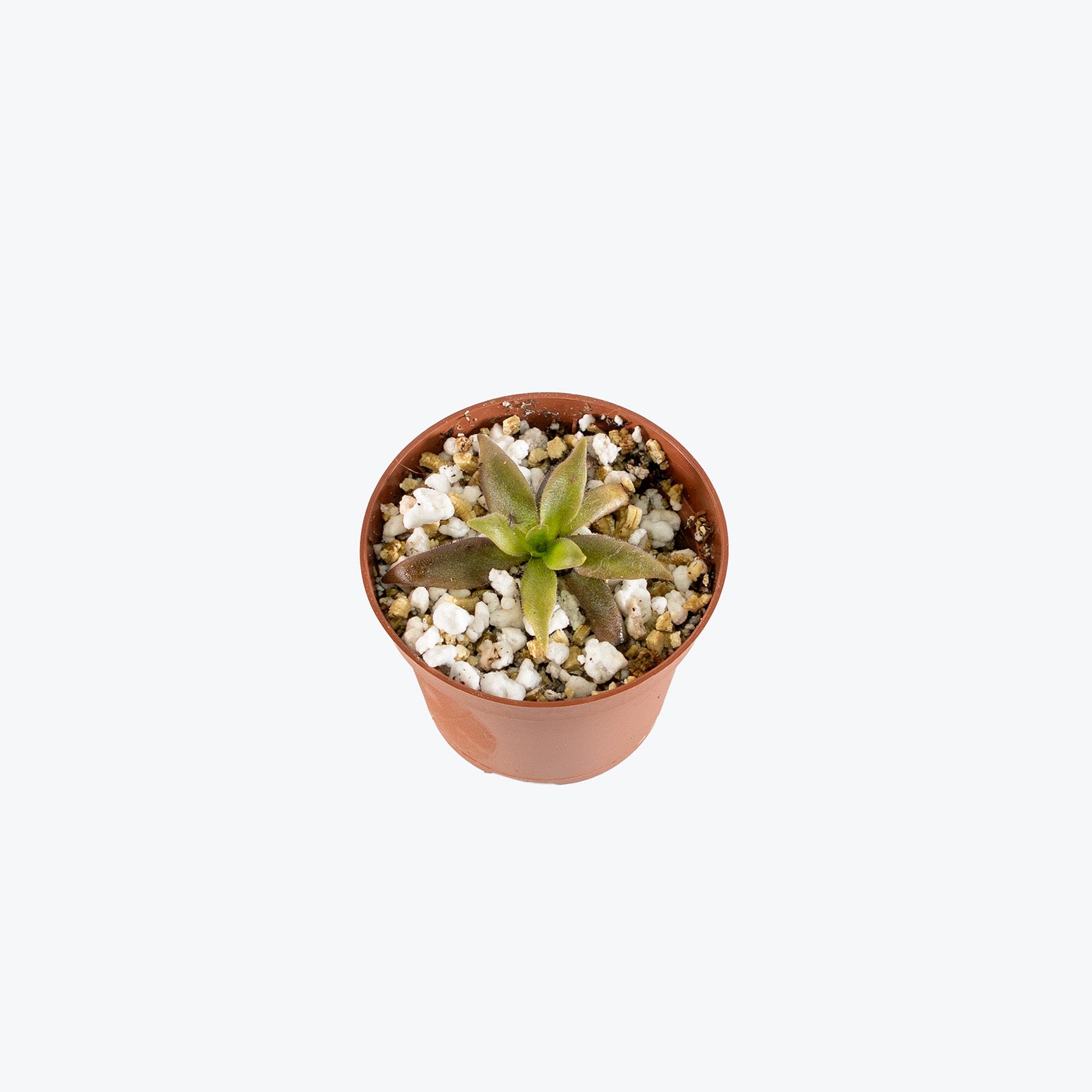 Pinguicula Red Starfish | Exotic Carnivorous Butterwort Plants for Delivery | Care Guide and Pro Tips