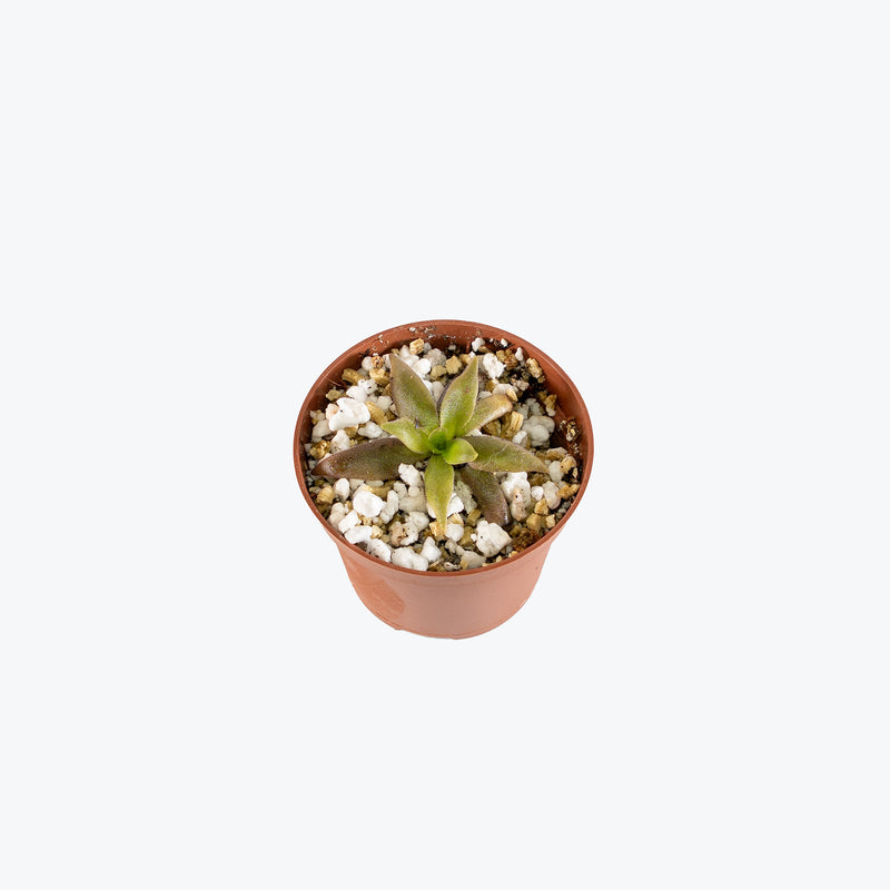 Pinguicula Red Starfish | Exotic Carnivorous Butterwort Plants for Delivery | Care Guide and Pro Tips