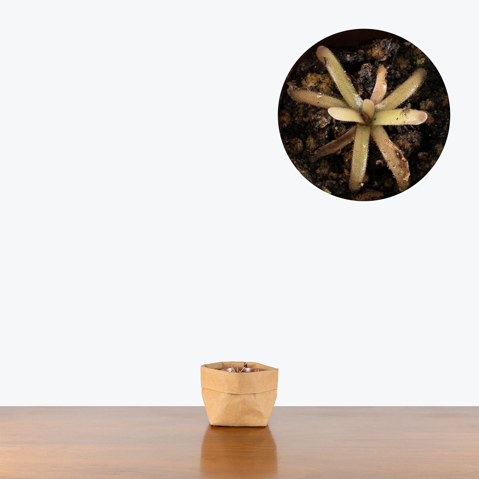 Pinguicula Rotundiflora x Moctezumae | Exotic Carnivorous Butterwort Plants for Delivery | Care Guide and Pro Tips