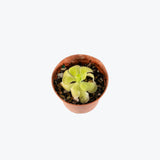 Pinguicula Tina — 2.25" Pot