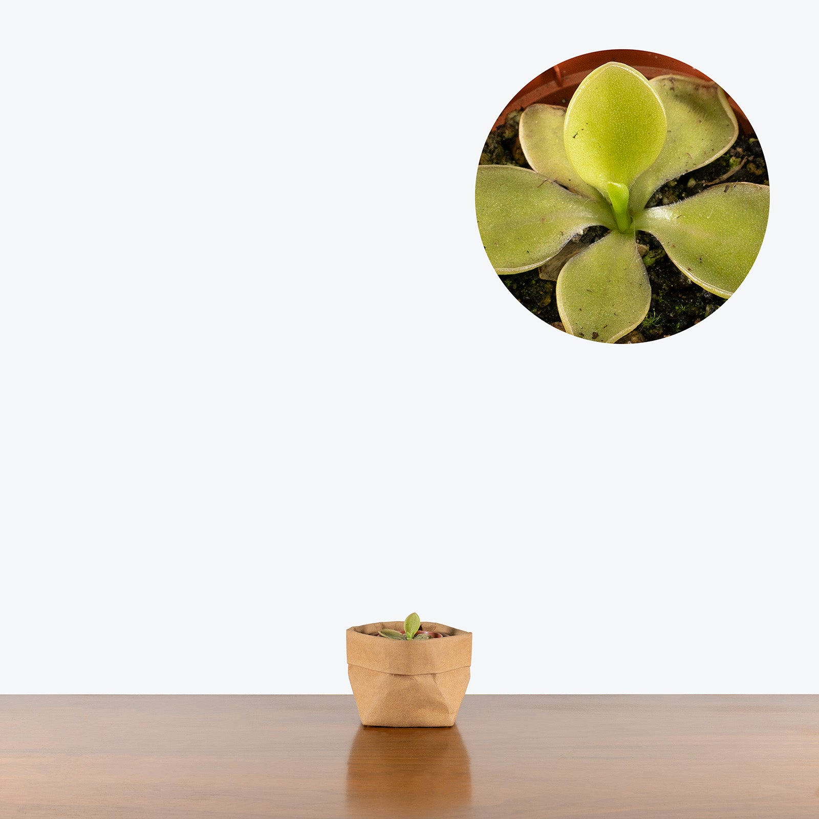 Pinguicula Titan | Butterwort | Care Guide and Pro Tips - Delivery from Toronto across Canada - JOMO Studio