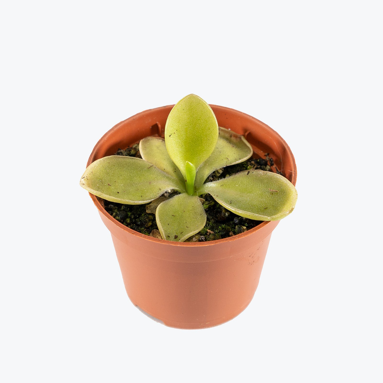 Pinguicula Titan | Butterwort | Care Guide and Pro Tips - Delivery from Toronto across Canada - JOMO Studio
