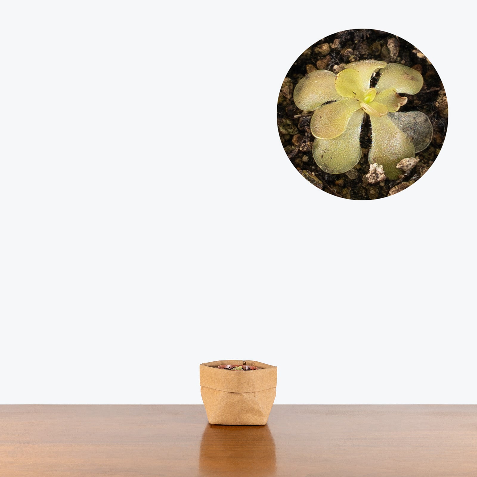 Pinguicula Weser | Exotic Carnivorous Butterwort Plants for Delivery | Care Guide and Pro Tips