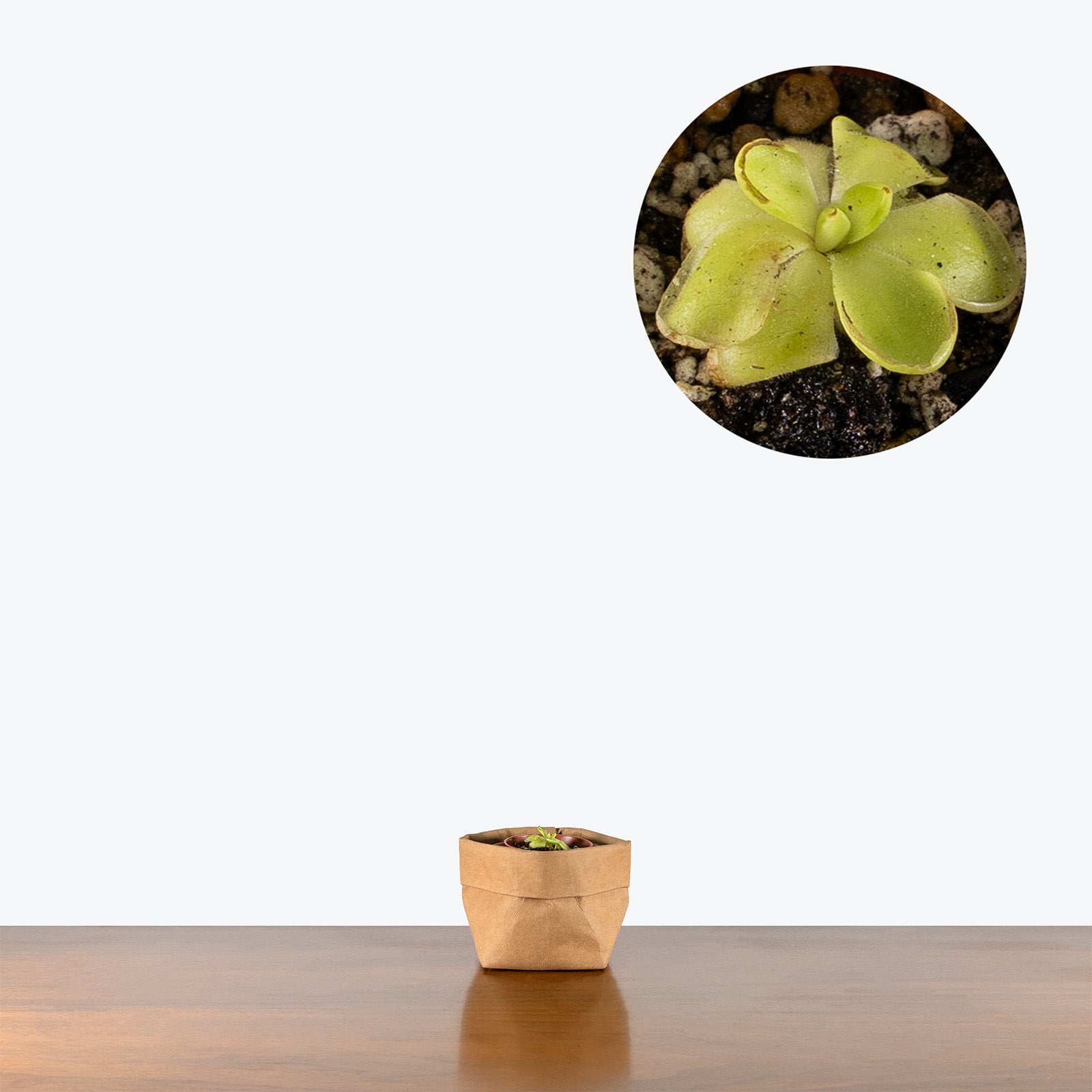 Pinguicula Zecheri | Butterwort | Care Guide and Pro Tips - Delivery from Toronto across Canada - JOMO Studio