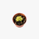 Pinguicula Zecheri — 2.25" Pot