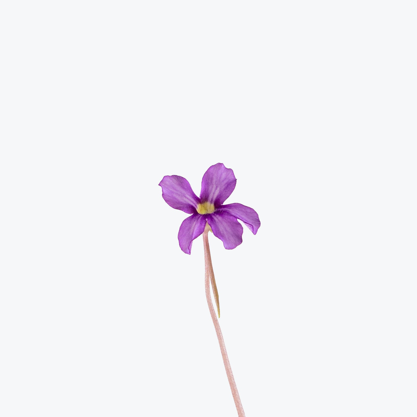 Pinguicula Gigantea x Libelulita | Butterwort | Care Guide and Pro Tips - Delivery from Toronto across Canada - JOMO Studio