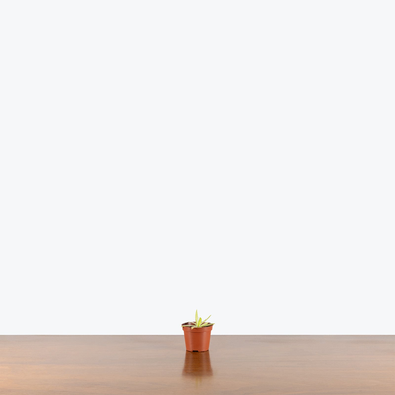 Pinguicula (Heterophylla x Medusina) x Gigantea White Flower | Butterwort | Care Guide and Pro Tips - Delivery from Toronto across Canada - JOMO Studio