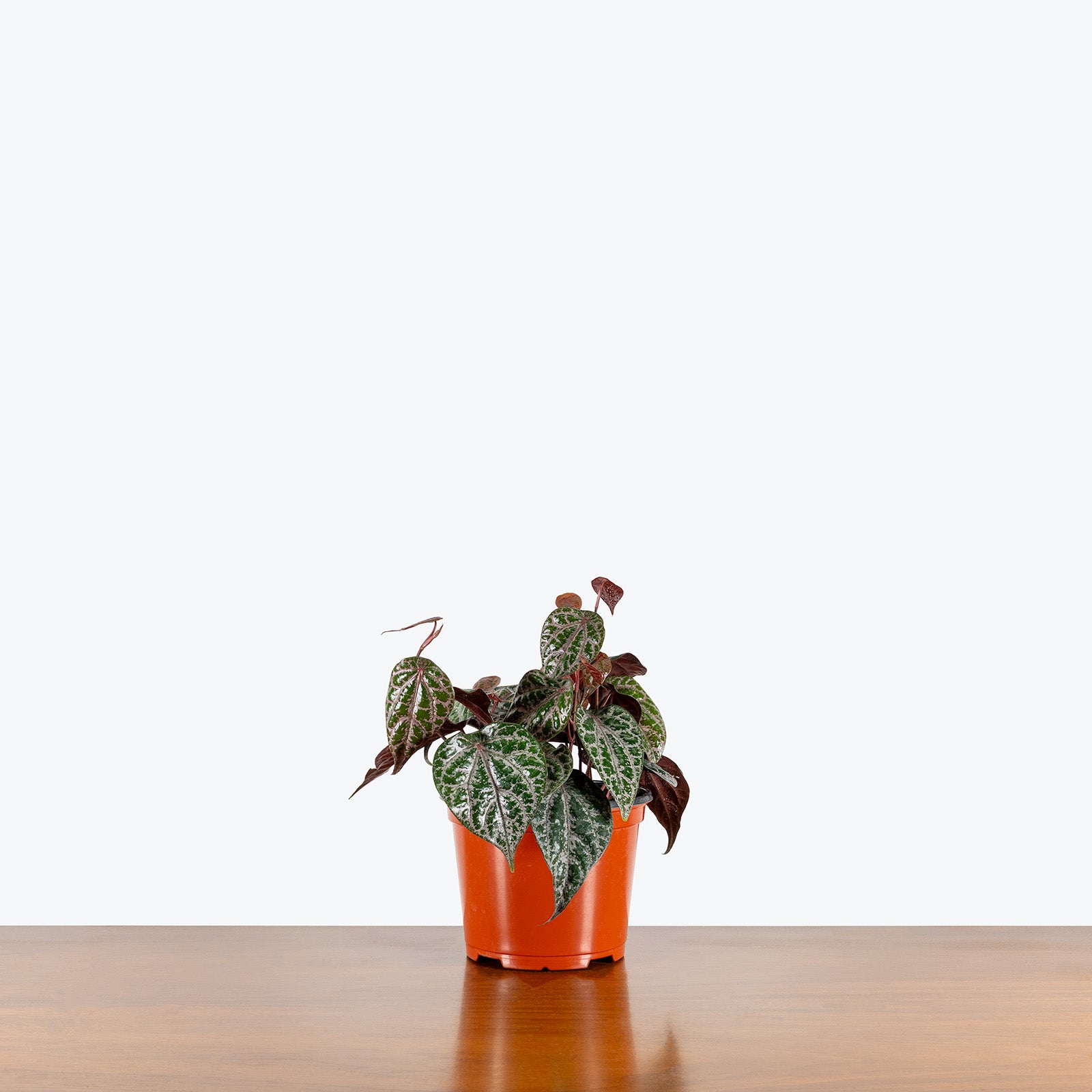 Piper Crocatum