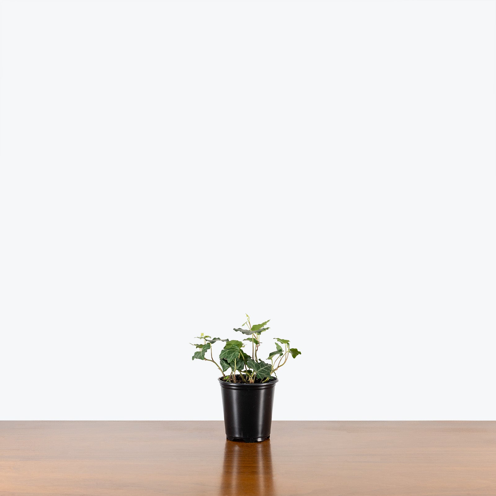 Pittsburgh Ivy | Care Guide and Pro Tips - Delivery from Toronto across Canada - JOMO Studio