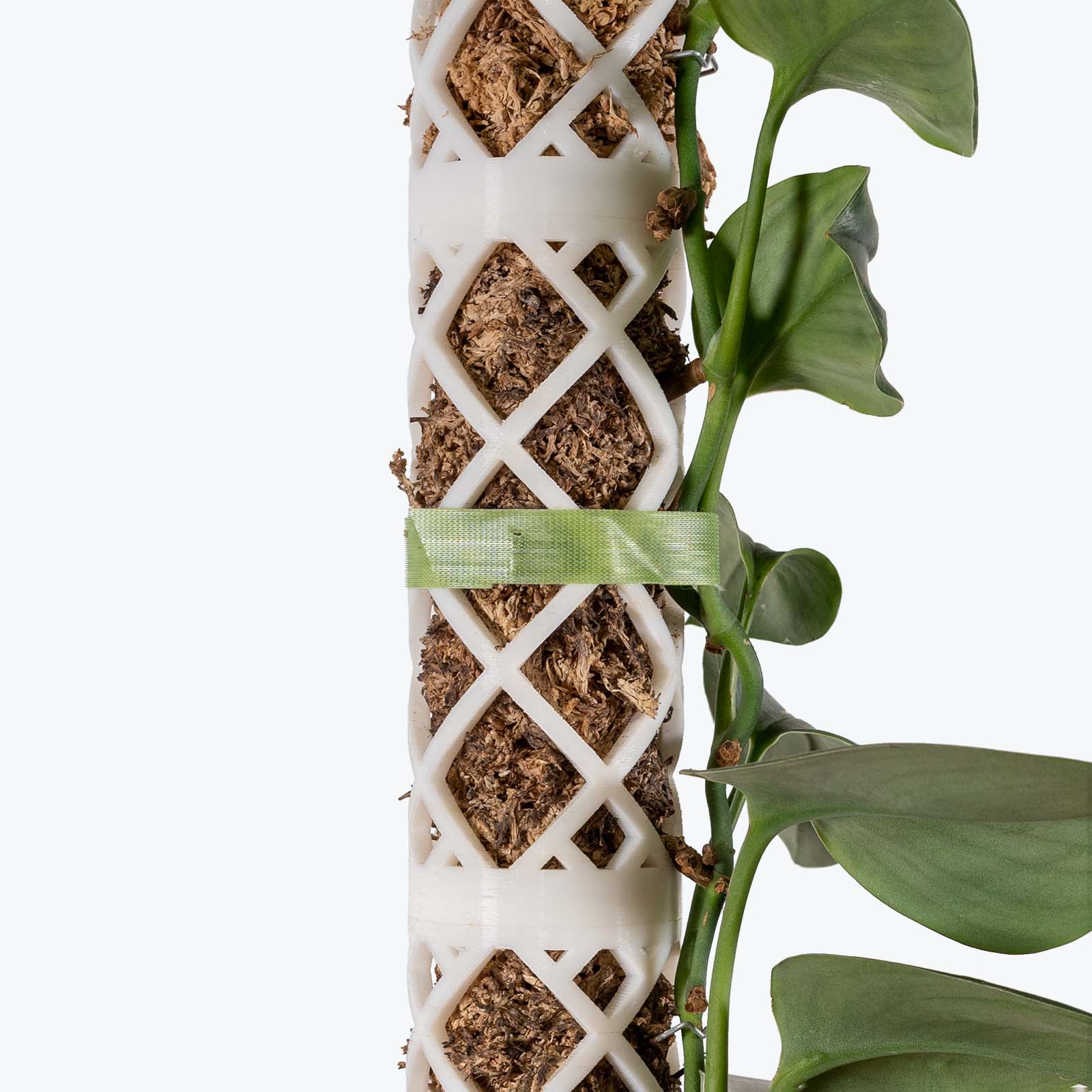 Reusable Plant Tape Garden Tie - House Plants Delivery Toronto - JOMO Studio