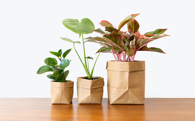 Plant Care Library | JOMO Studio: Toronto's Online Plant Store - Delivering Across Canada