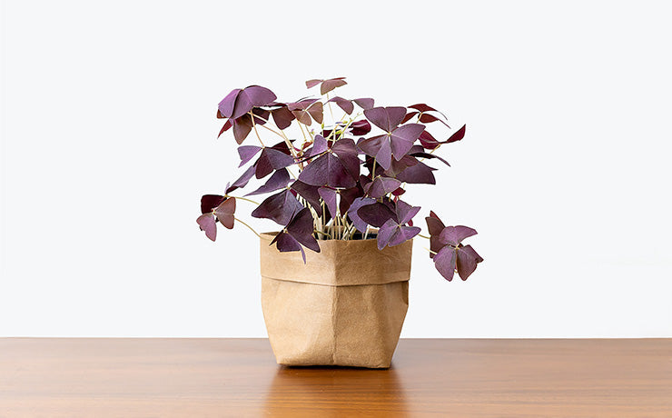 Plant Care Tips | JOMO Studio: Toronto's Online Plant Store - Delivering Across Canada