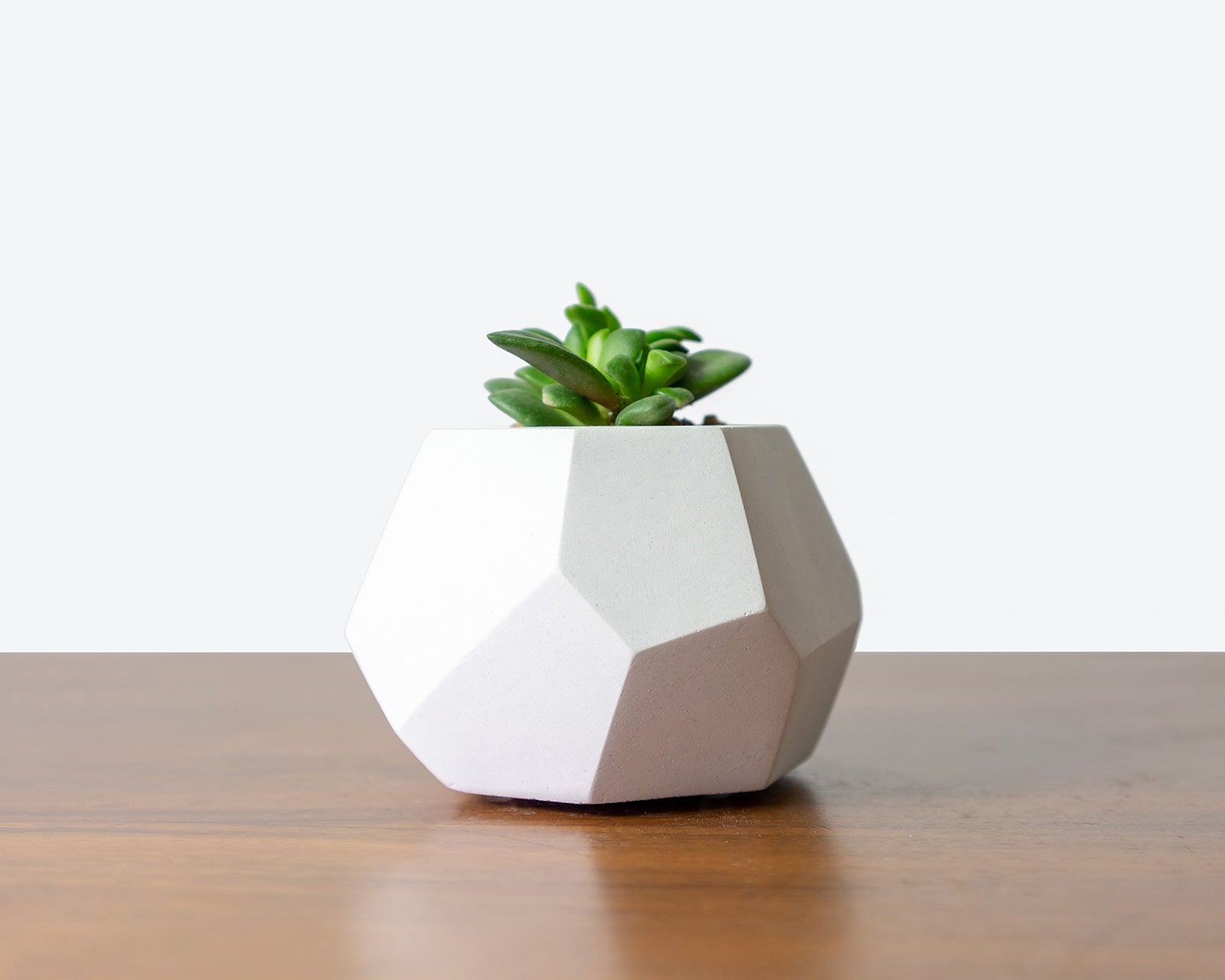 DIY Workshops and House Plants Delivery Toronto - JOMO Studio