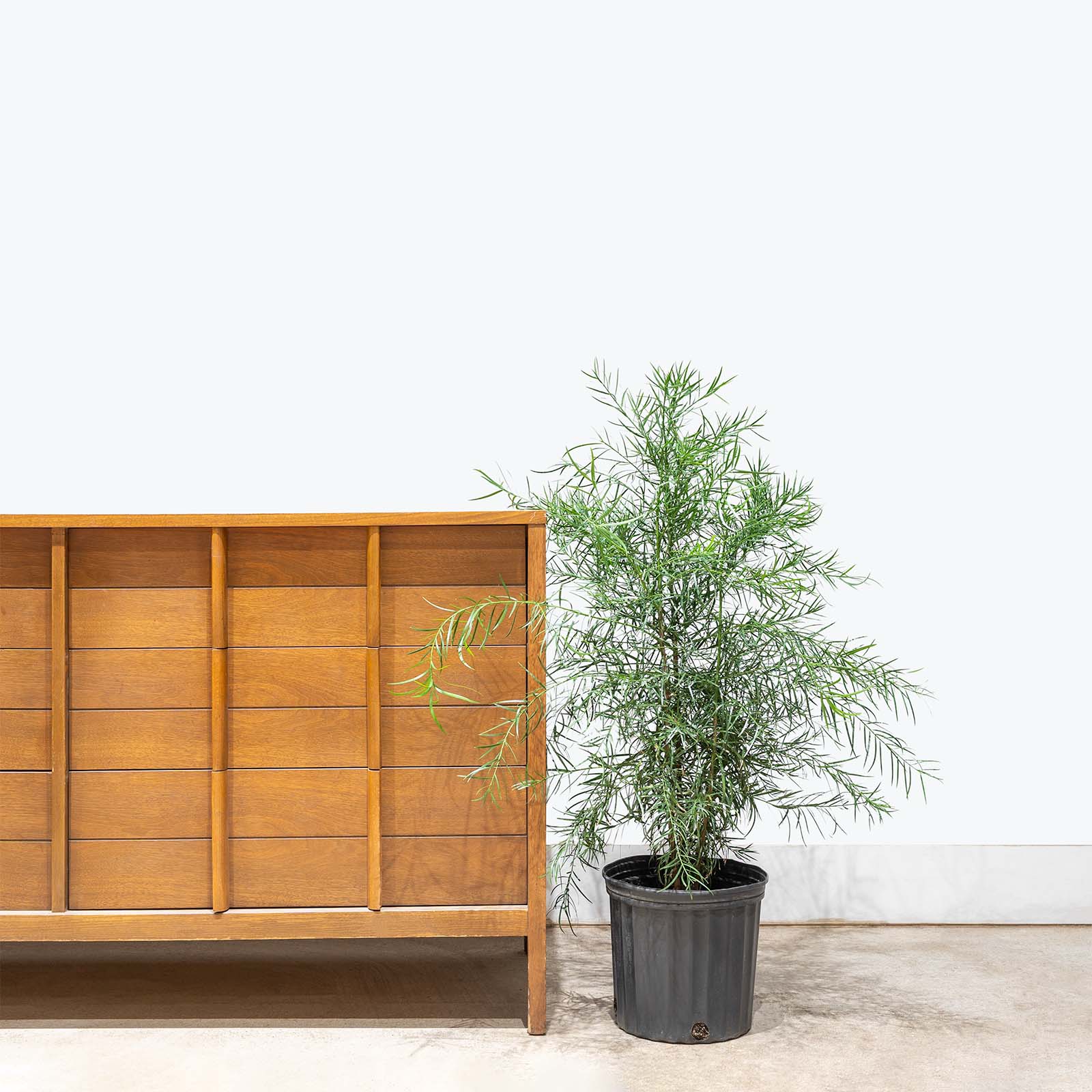 Podocarpus Gracilior | Care Guide and Pro Tips - Delivery from Toronto across Canada - JOMO Studio