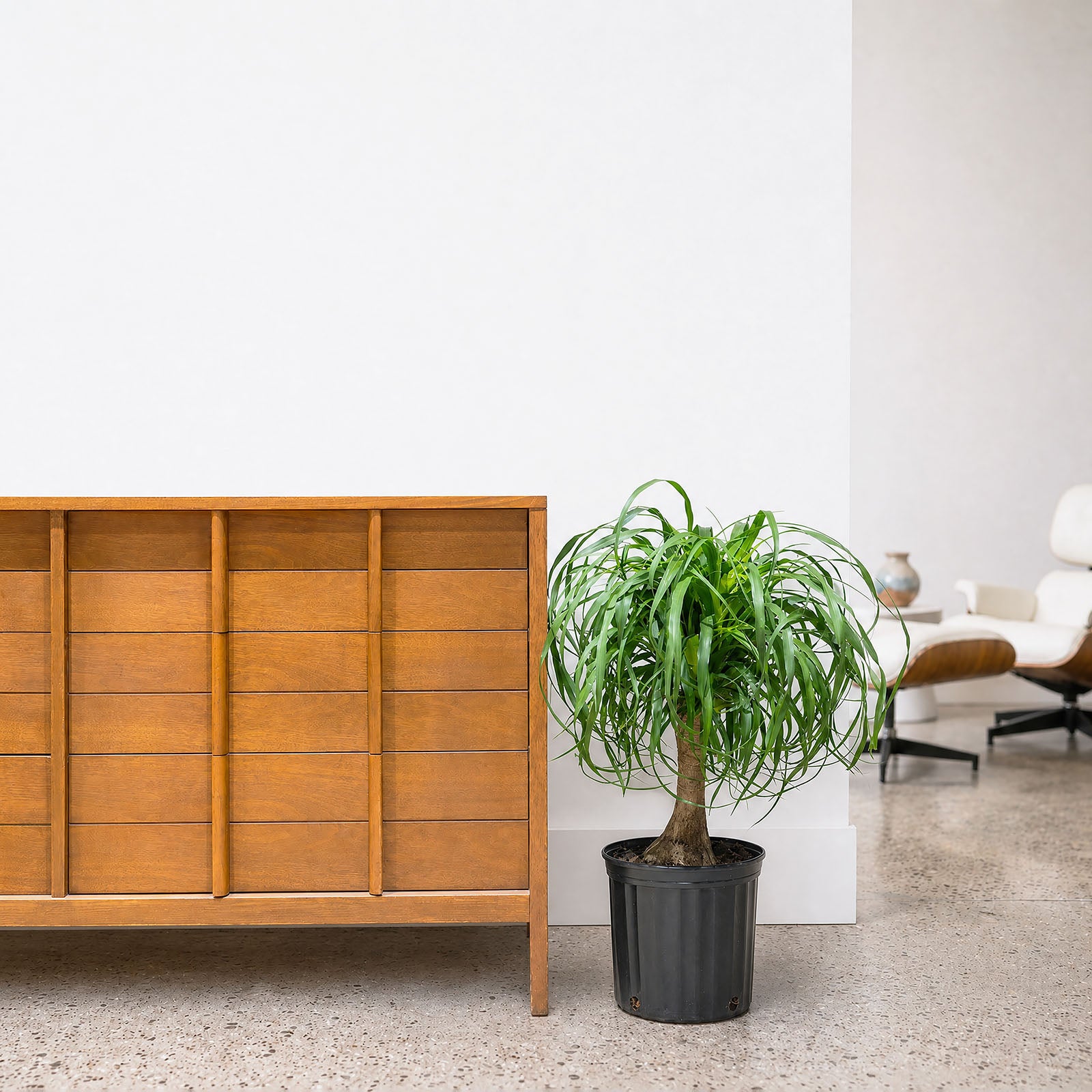 Ponytail Palm | Care Guide and Pro Tips - Delivery from Toronto across Canada - JOMO Studio