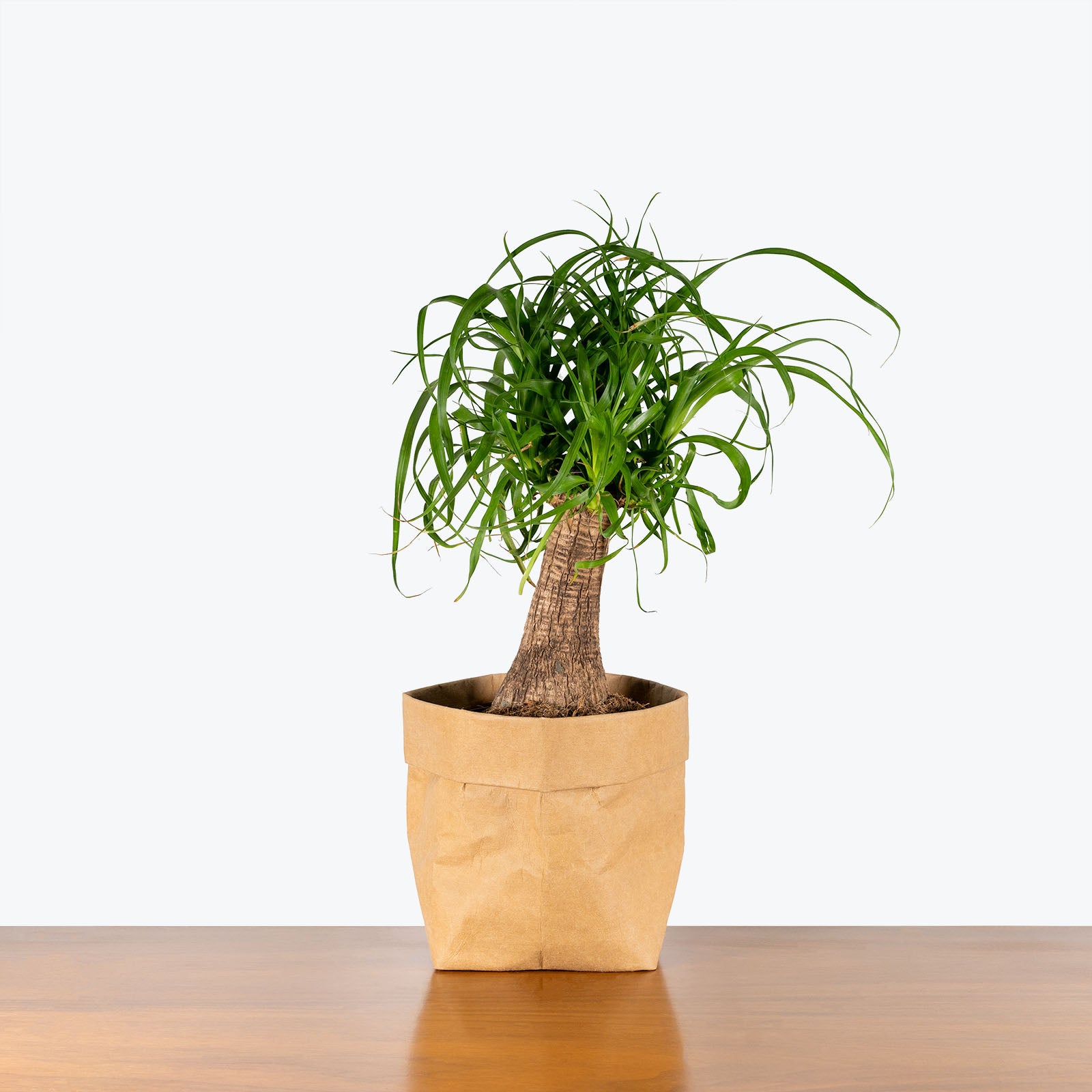 Ponytail Palm | Care Guide and Pro Tips - Delivery from Toronto across Canada - JOMO Studio