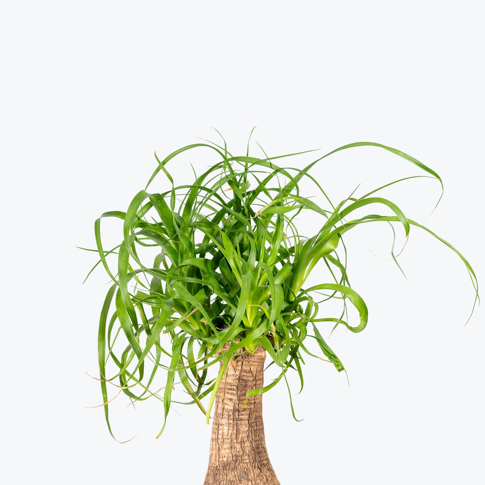 Ponytail Palm | Care Guide and Pro Tips - Delivery from Toronto across Canada - JOMO Studio