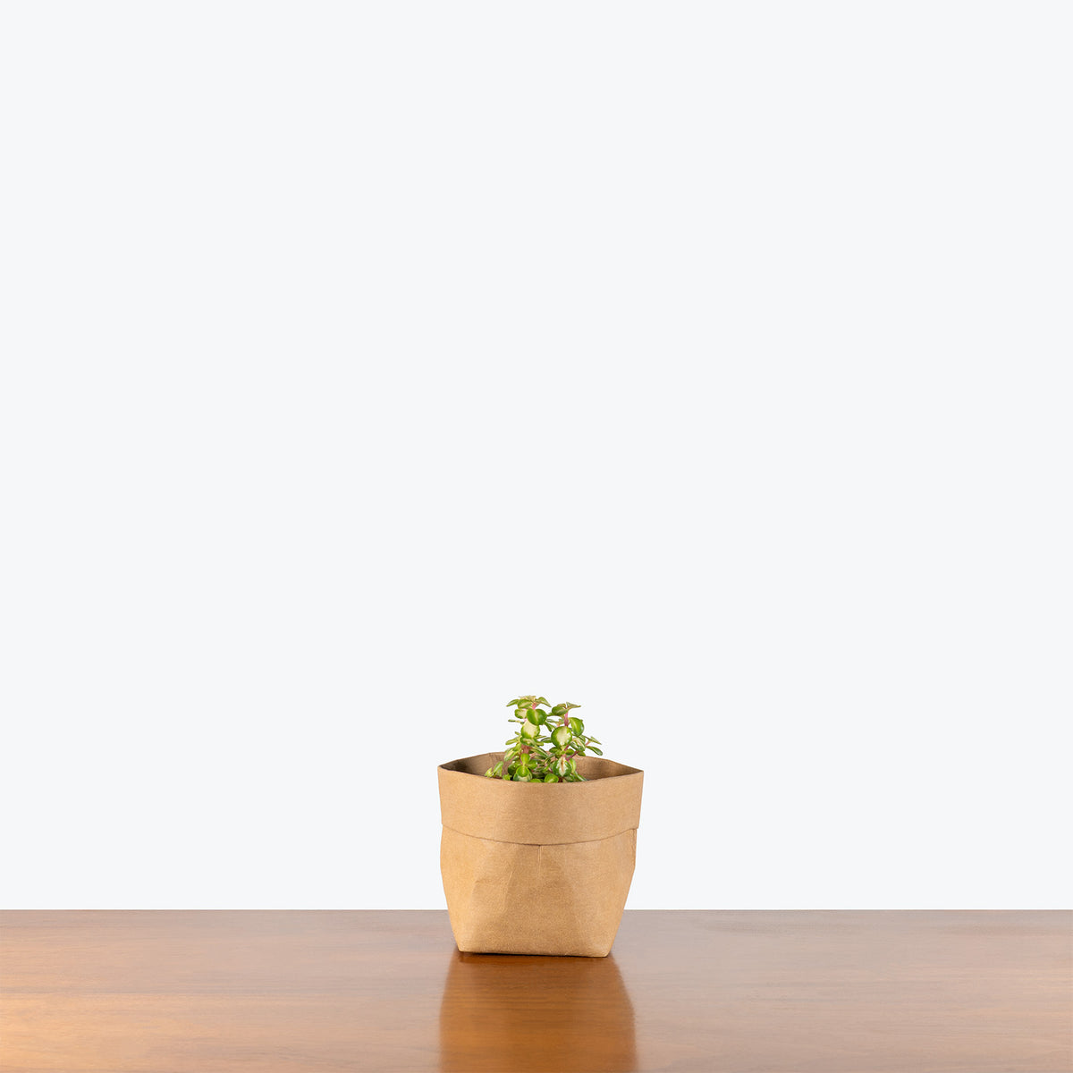Portulacaria Afra Mediopicta | Care Guide and Pro Tips - Delivery from Toronto across Canada - JOMO Studio