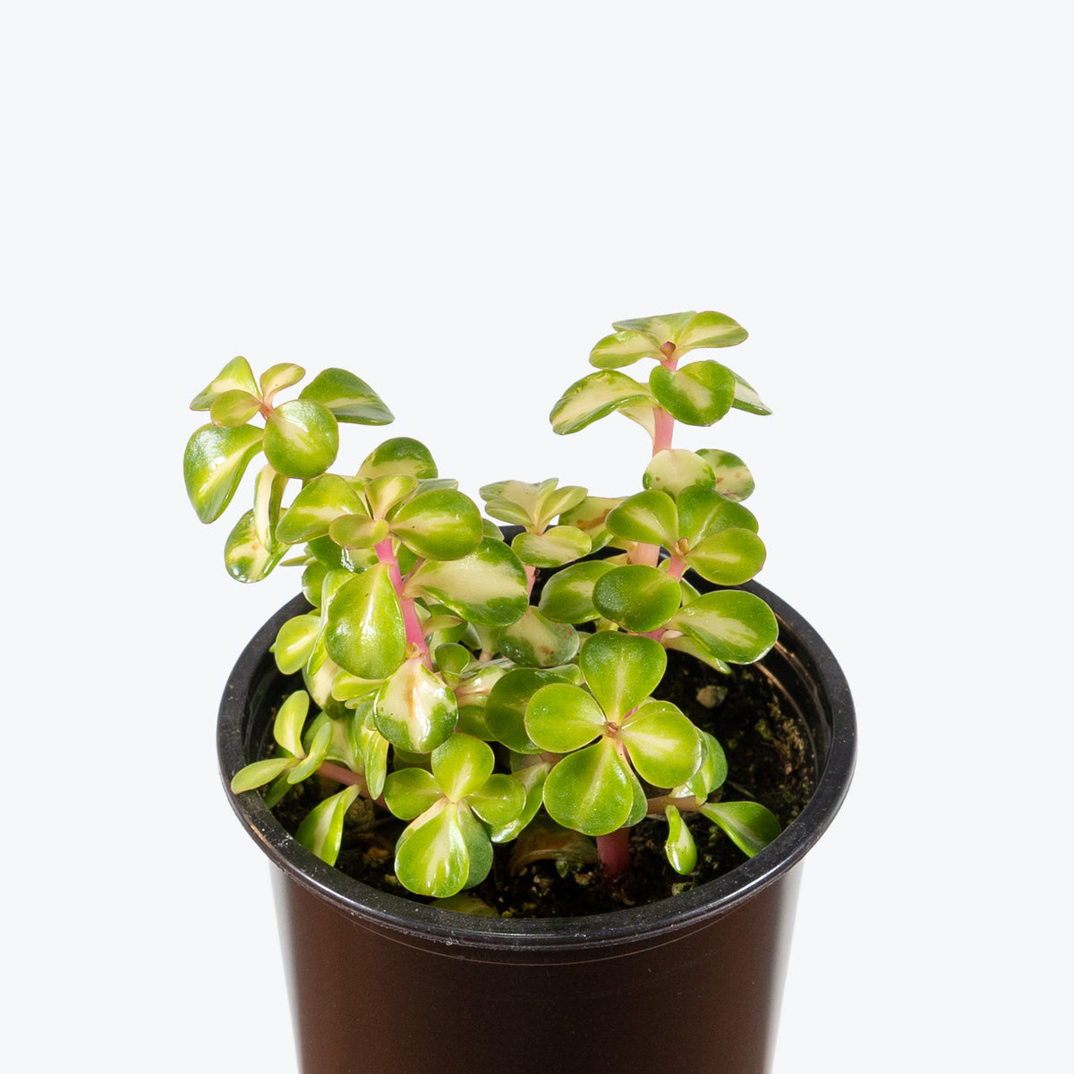 Portulacaria Afra Mediopicta | Care Guide and Pro Tips - Delivery from Toronto across Canada - JOMO Studio