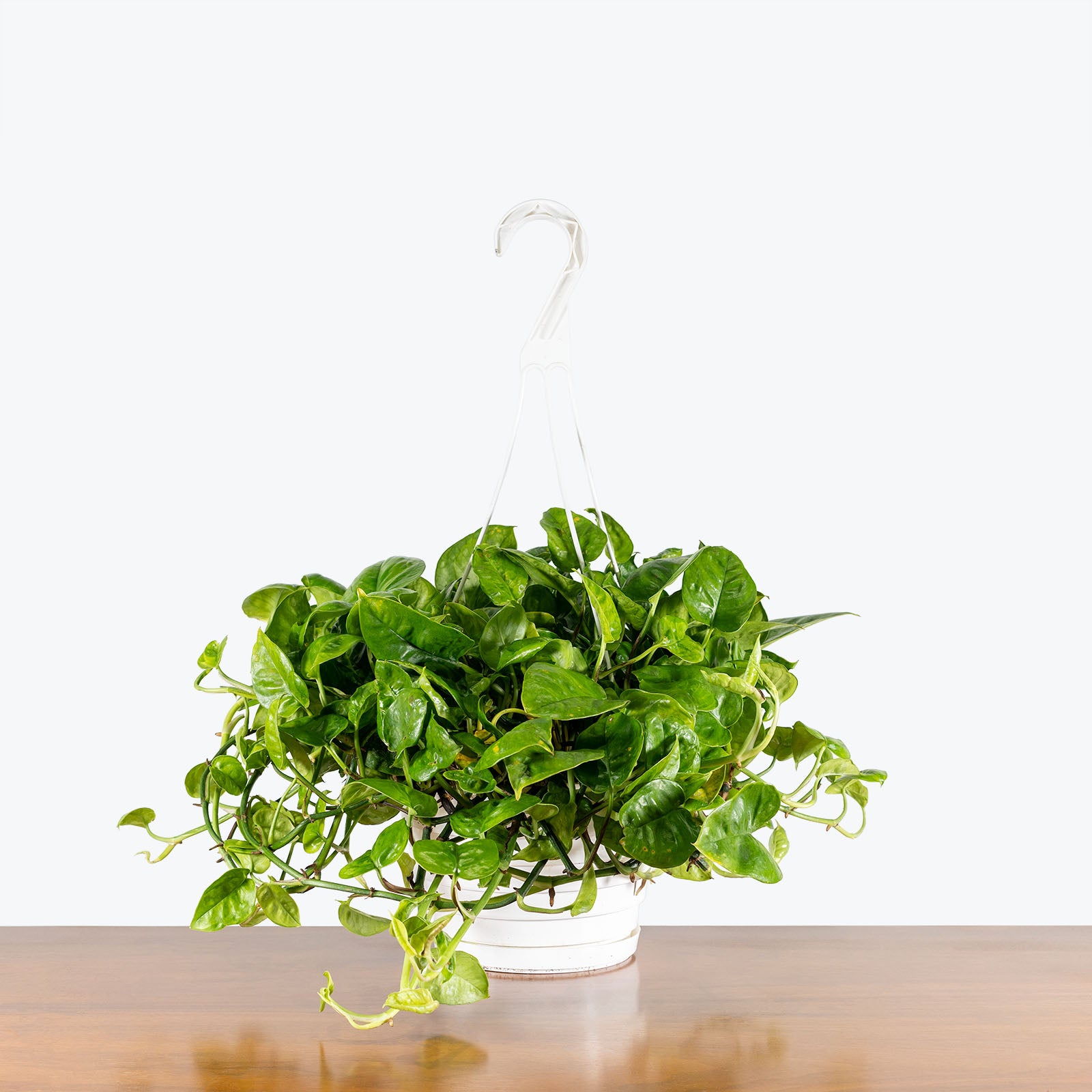 Pothos Global Green | Care Guide and Pro Tips - Delivery from Toronto across Canada - JOMO Studio