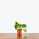 Pothos Hawaiian — 4" Pot