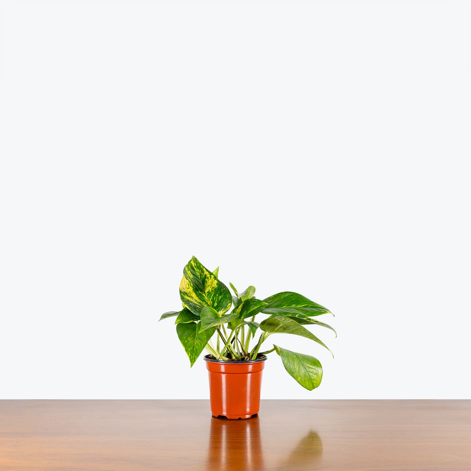 Epipremnum Aureum - Pothos Hawaiian - House Plants Delivery Toronto Canada - JOMO Studio