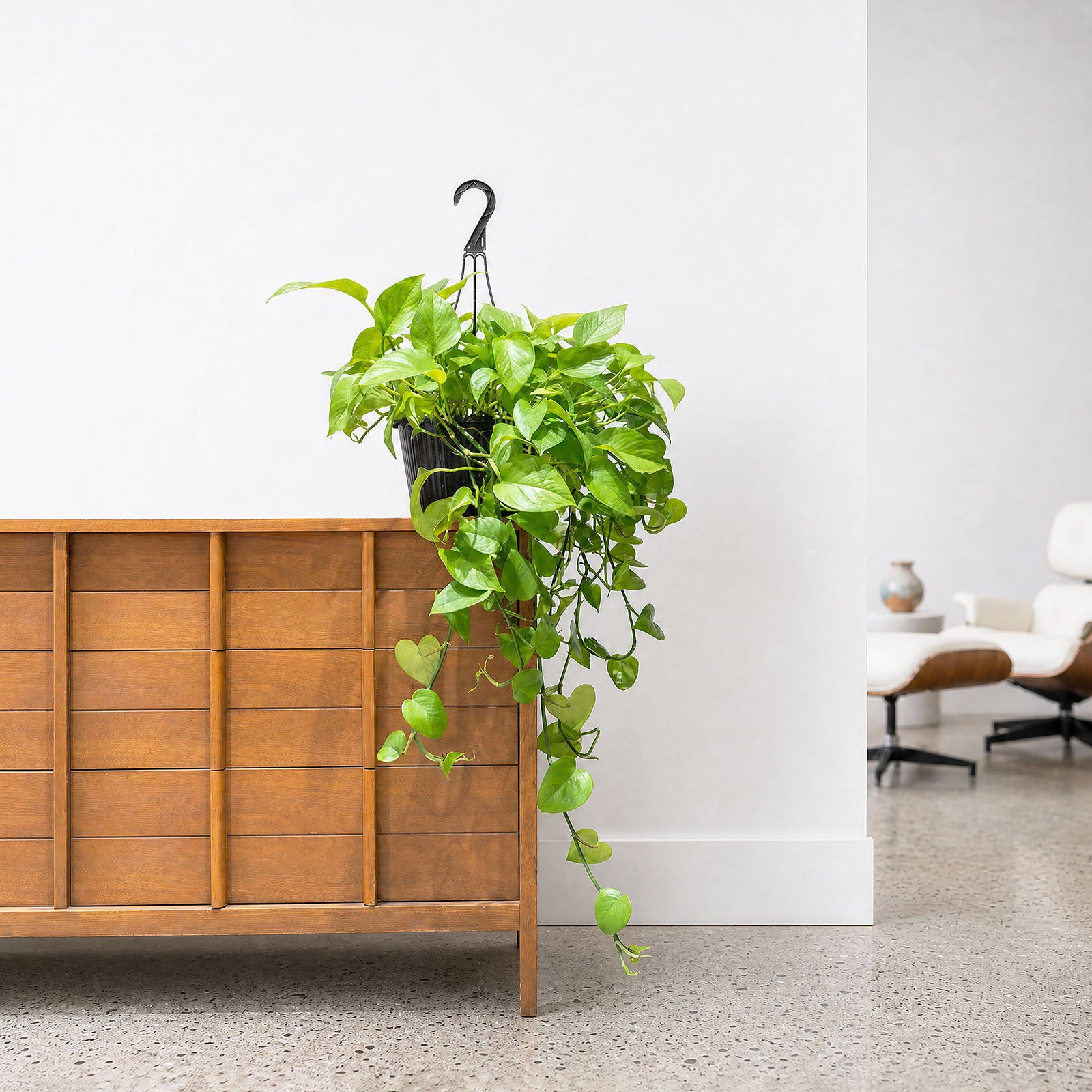 Pothos Jade | Care Guide and Pro Tips - Delivery from Toronto across Canada - JOMO Studio