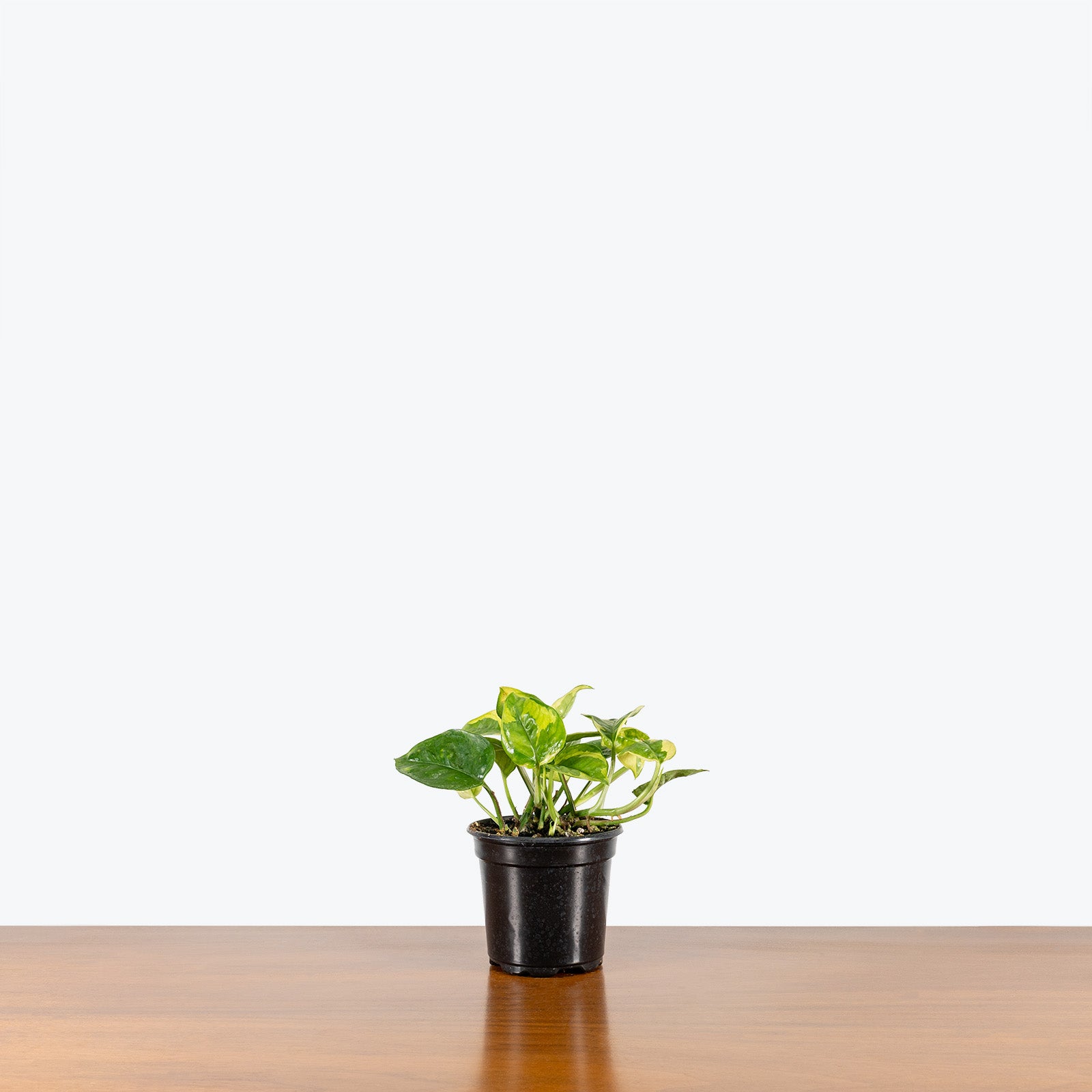 Pothos Lemon Meringue - House Plants Delivery Toronto Canada - JOMO Studio