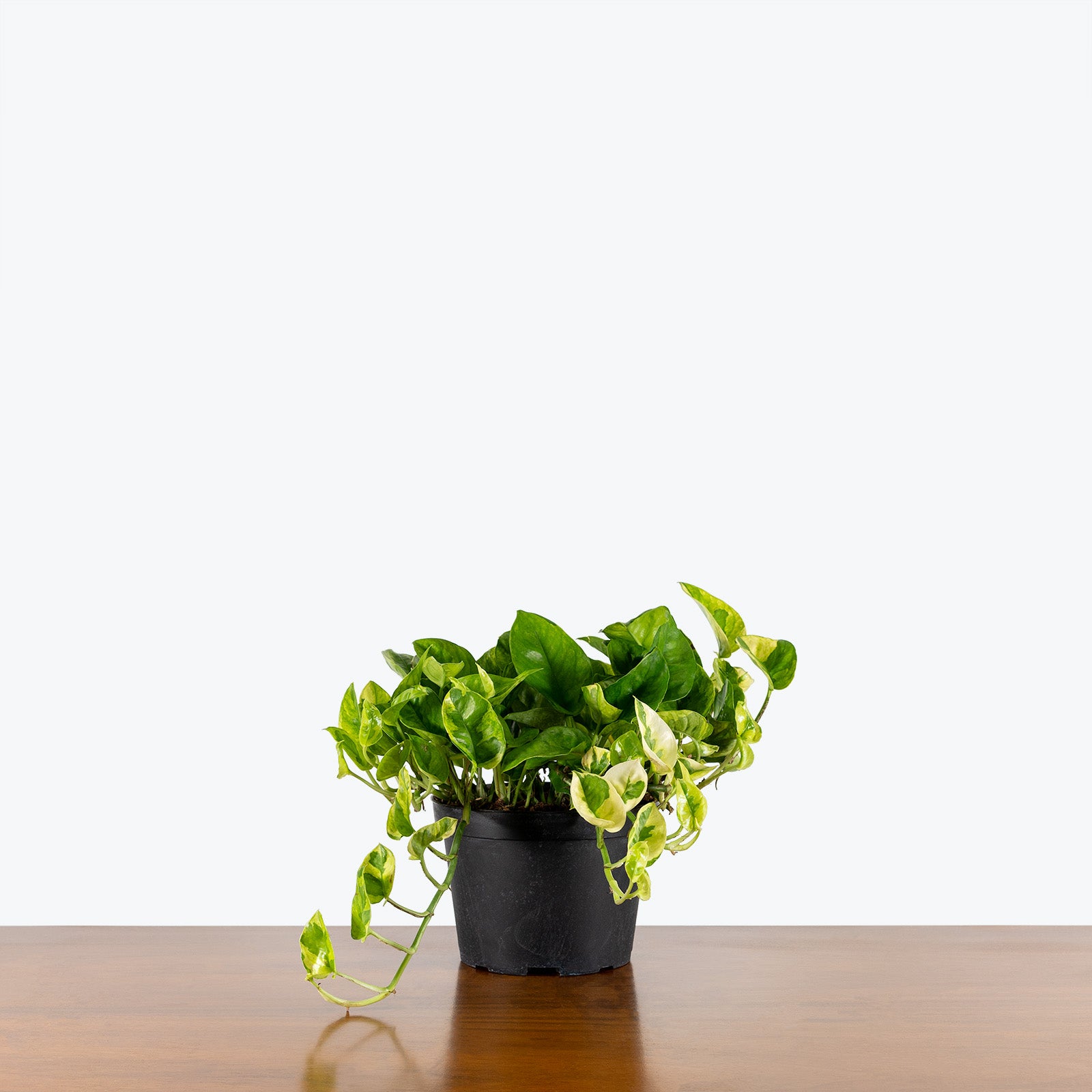 Pothos Lemon Meringue - House Plants Delivery Toronto Canada - JOMO Studio